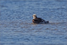 Fischadler (Pandion haliaetus) 21