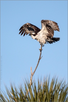 Fischadler (Pandion haliaetus) 13