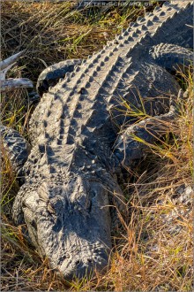Mississippi-Alligator (Alligator mississippiensis) 07