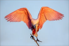 Rosalöffler (Ajaia ajaja) 07