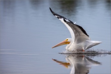 Rosapelikan (Pelecanus onocrotalus) 05