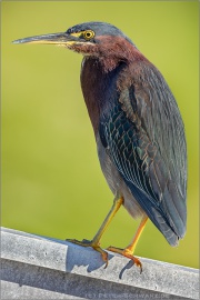 Grünreiher (Butorides virescens) 02