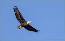 Weißkopfseeadler (Haliaeetus leucocephalus) 06