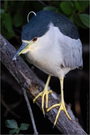 Nachtreiher (Nycticorax nycticorax) 01