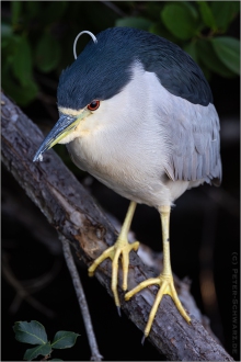 Nachtreiher (Nycticorax nycticorax) 01