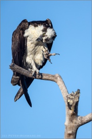 Fischadler (Pandion haliaetus) 17