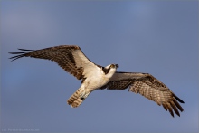 Fischadler (Pandion haliaetus) 11