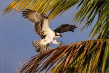 Fischadler (Pandion haliaetus) 15