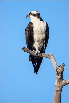 Fischadler (Pandion haliaetus) 16