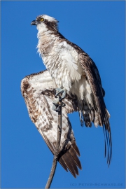 Fischadler (Pandion haliaetus) 14