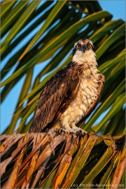 Fischadler (Pandion haliaetus) 10