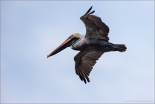Brauner Pelikan (Pelecanus occidentalis) 02