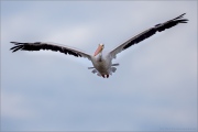 Rosapelikan (Pelecanus onocrotalus) 06