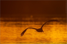 Brauner Pelikan (Pelecanus occidentalis) 01