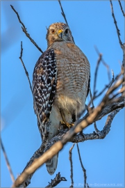 Rotschulterbussard (Buteo lineatus) 10