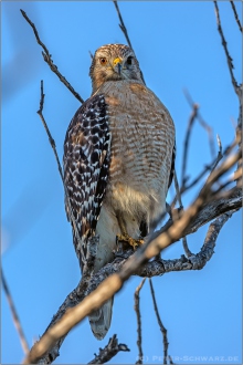 Rotschulterbussard (Buteo lineatus) 10