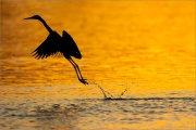 Rötelreiher (Egretta rufescens) 26