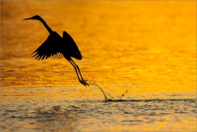 Rötelreiher (Egretta rufescens) 26