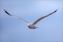 Ringschnabelmöwe (Larus delawarensis) 01