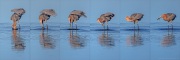 Rötelreiher (Egretta rufescens) 17