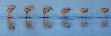 Rötelreiher (Egretta rufescens) 17