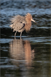 Rötelreiher (Egretta rufescens) 08