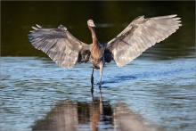 Rötelreiher (Egretta rufescens) 20