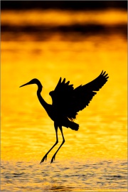 Rötelreiher (Egretta rufescens) 24