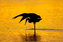 Rötelreiher (Egretta rufescens) 23