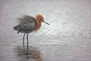 Rötelreiher (Egretta rufescens) 02