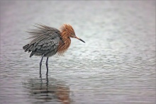Rötelreiher (Egretta rufescens) 02