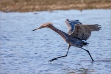 Rötelreiher (Egretta rufescens) 06