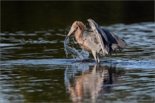 Rötelreiher (Egretta rufescens) 18