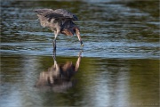 Rötelreiher (Egretta rufescens) 11