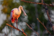 Rosalöffler (Platalea ajaja) 04