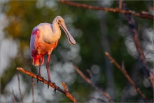 Rosalöffler (Platalea ajaja) 04