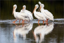 Rosapelikan (Pelecanus onocrotalus) 02