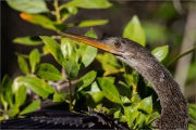 Amerika-Schlangenhalsvogel (Anhinga anhinga) 02
