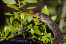 Amerika-Schlangenhalsvogel (Anhinga anhinga) 02