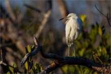 Schmuckreiher (Egretta thula) 03