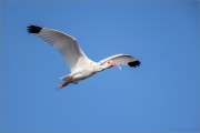 Schneesichler (Eudocimus albus) 02