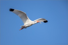 Schneesichler (Eudocimus albus) 02