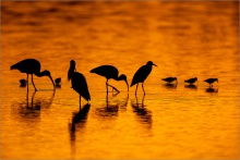 Wasservögel Silhouetten Sonneuntergang