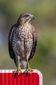 Rotschulterbussard (Buteo lineatus) 09