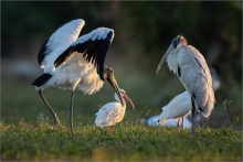 Waldstorch (Mycteria americana) 01