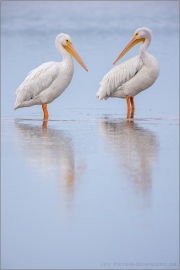 Rosapelikane (Pelecanus onocrotalus) 04