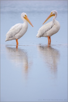 Rosapelikane (Pelecanus onocrotalus) 04