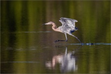 Rötelreiher (Egretta rufescens) 19