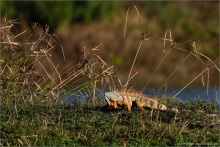 Grüner Leguan (Iguana iguana) 02