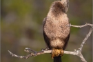 Amerika-Schlangenhalsvogel (Anhinga anhinga) 05